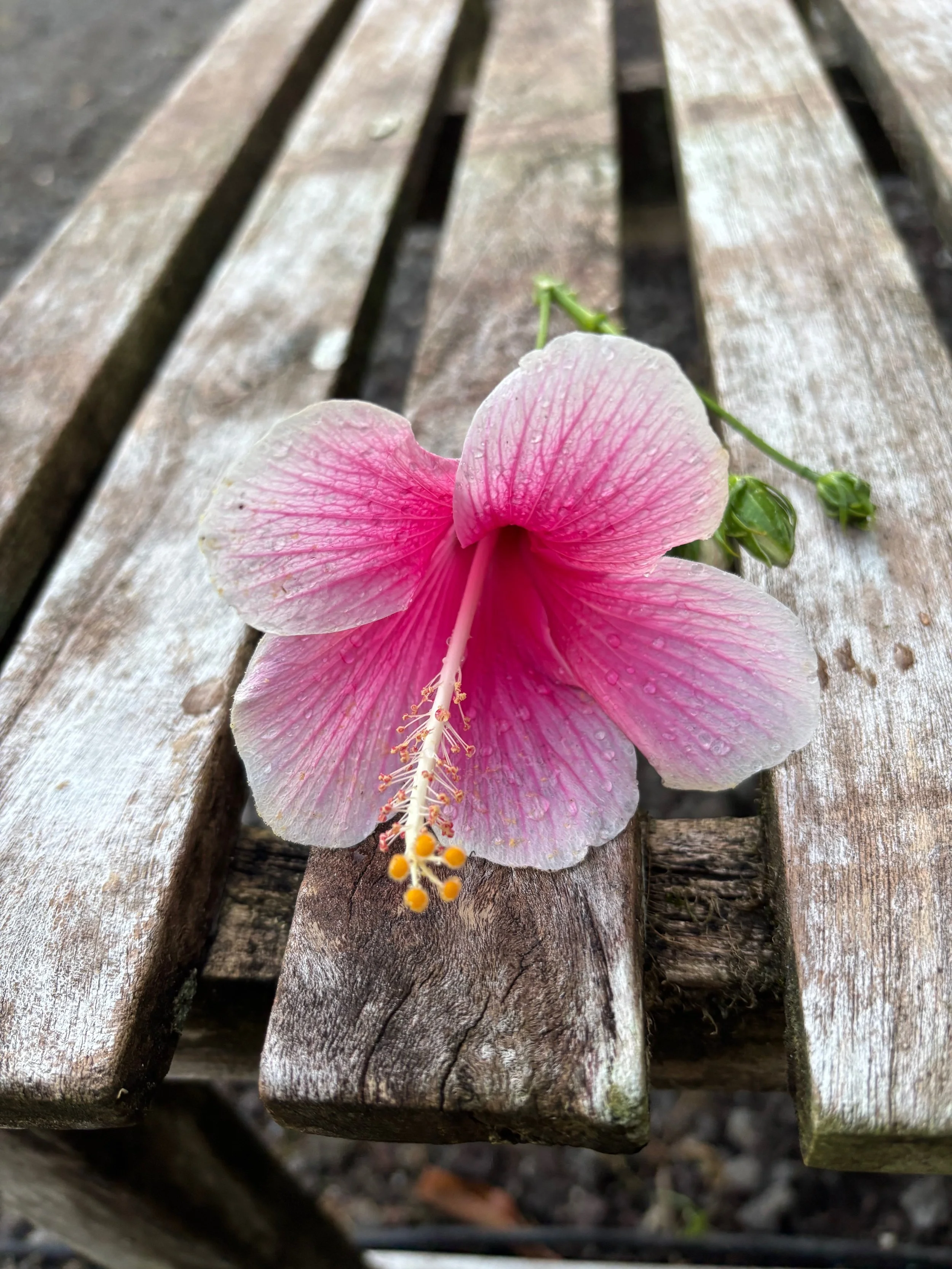 Hibiscus rosa-sinensis (Akaka Falls) — Vintage Green Farms with Hibiscus rosa-sinensis (Akaka Falls) — Vintage Green Farms with